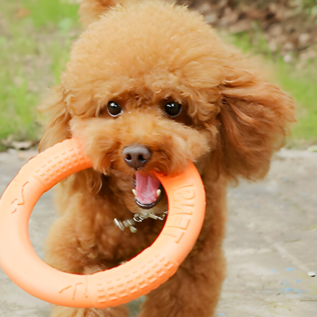 Jouet flottant en caoutchouc pour chien, 2 tailles