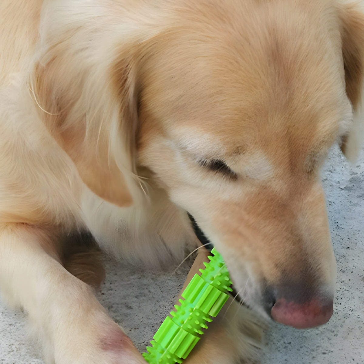 Jouet spirale à mâcher en caoutchouc pour chiot et chien