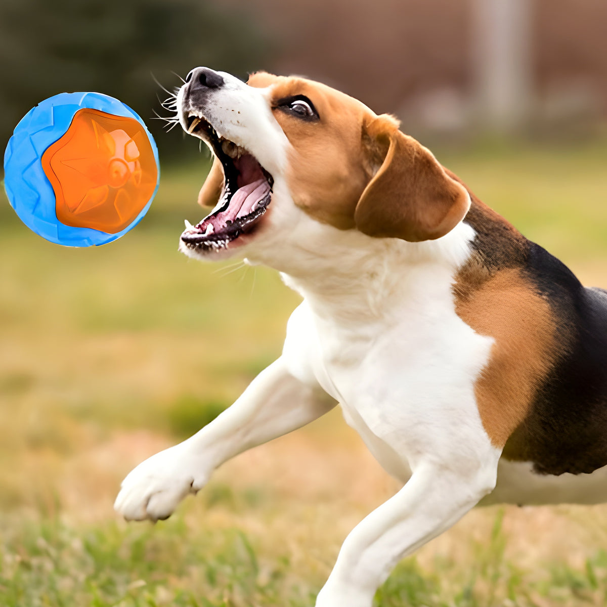Jouet sport flottant pour chien : rugby, haltère, balle ou pneu