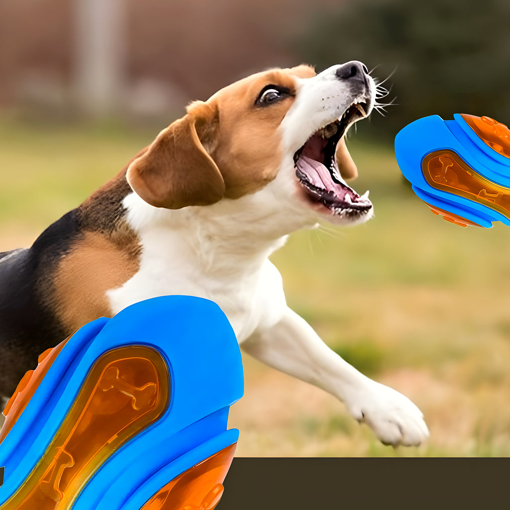 Jouet sport flottant pour chien : rugby, haltère, balle ou pneu