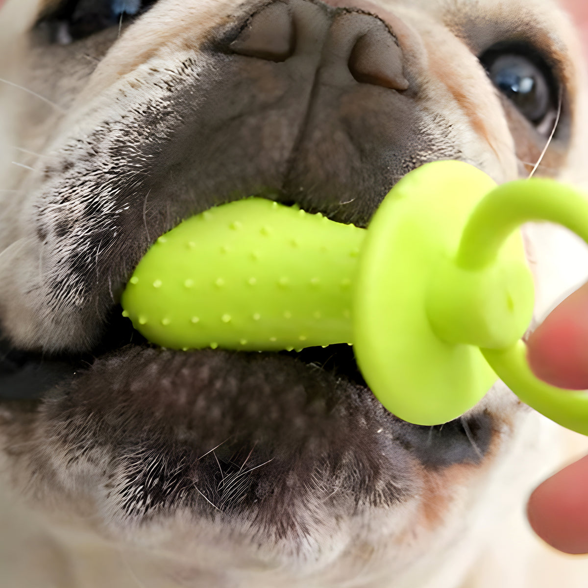 Jouets de dentition en caoutchouc pour chiot, lot de 3 ou 4
