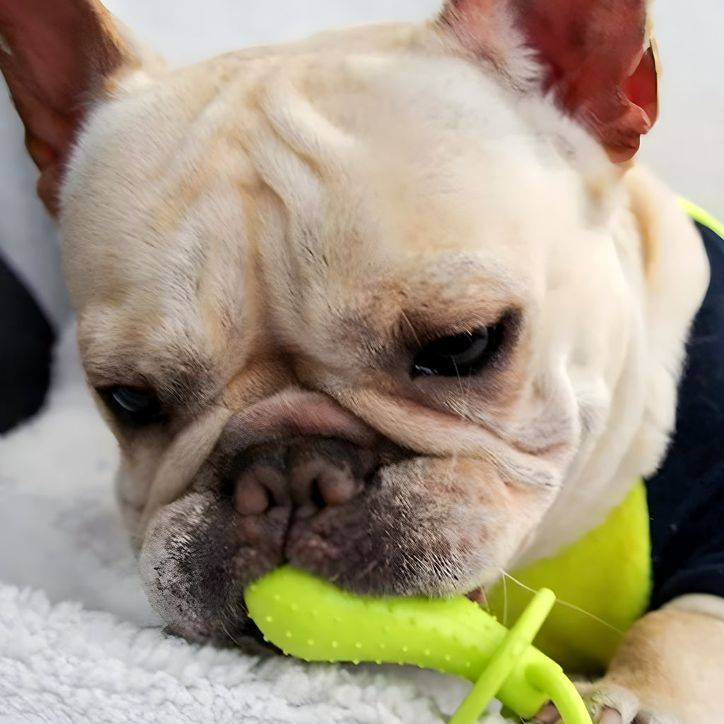 Jouets de dentition en caoutchouc pour chiot, lot de 3 ou 4
