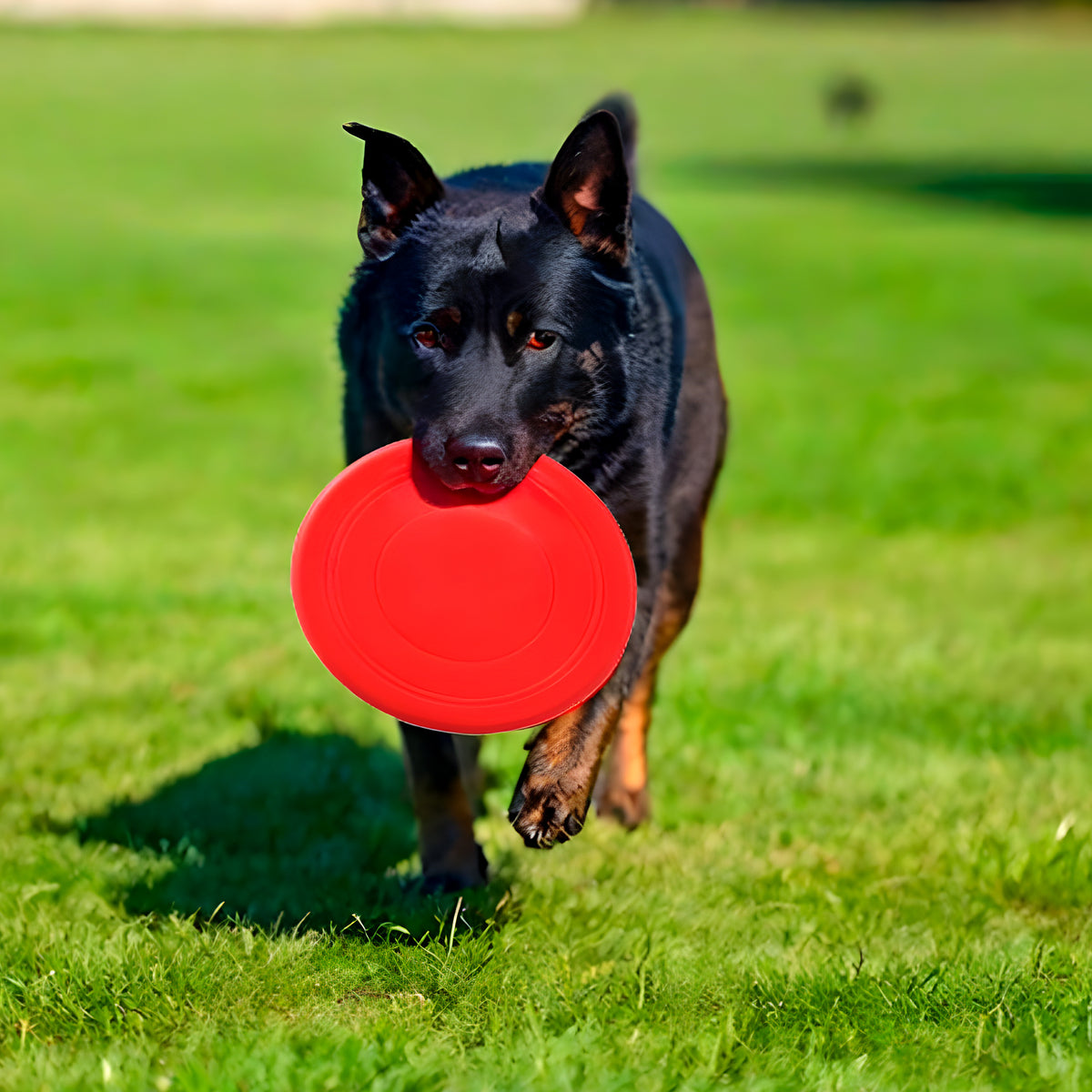 Lot de 2 frisbees en caoutchouc Ø17,8 cm pour chien