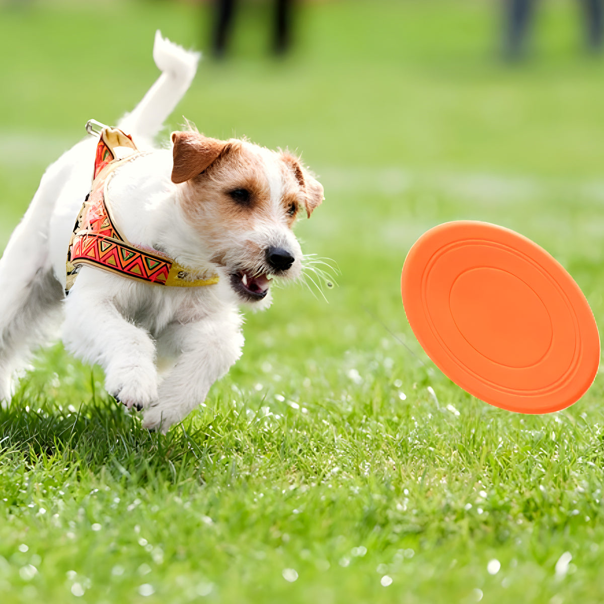 Lot de 2 frisbees en caoutchouc Ø17,8 cm pour chien