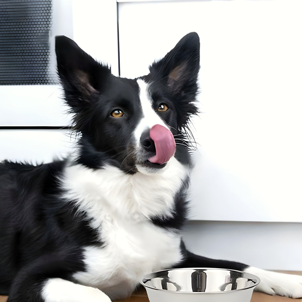 Lot de 2 gamelles en inox 304 pour chien, S à L