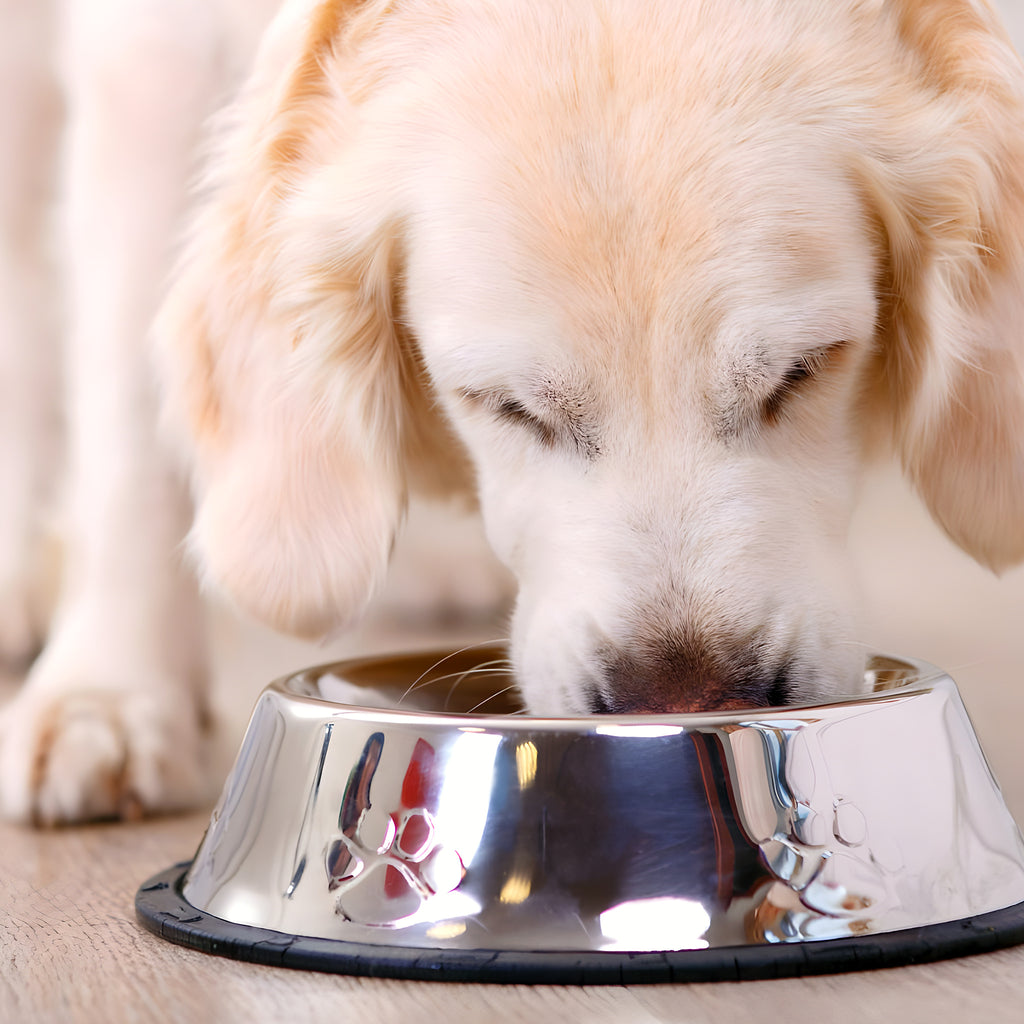 Lot de 2 gamelles en inox antidérapantes pour petit chien