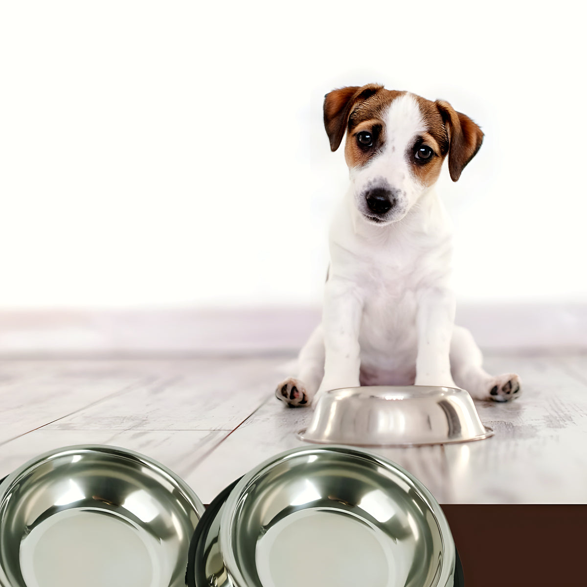 Lot de 2 gamelles en inox antidérapantes pour petit chien