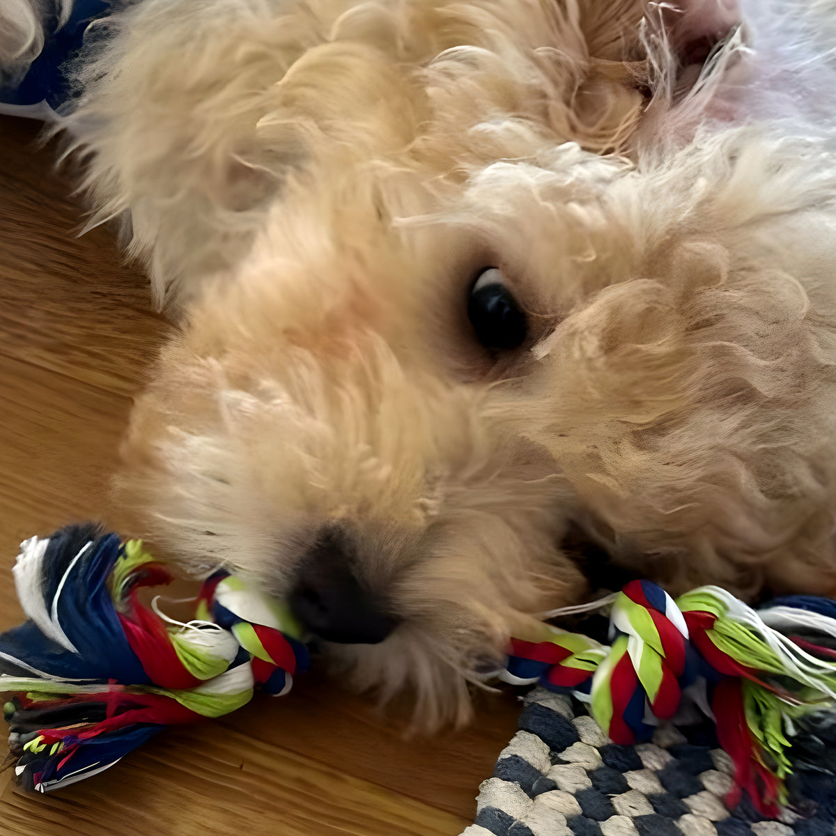 Lot de 3 jouets en corde de lin pour chiot