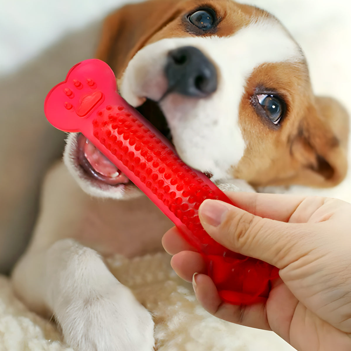 Lot de 4 os à mâcher en caoutchouc pour chiot
