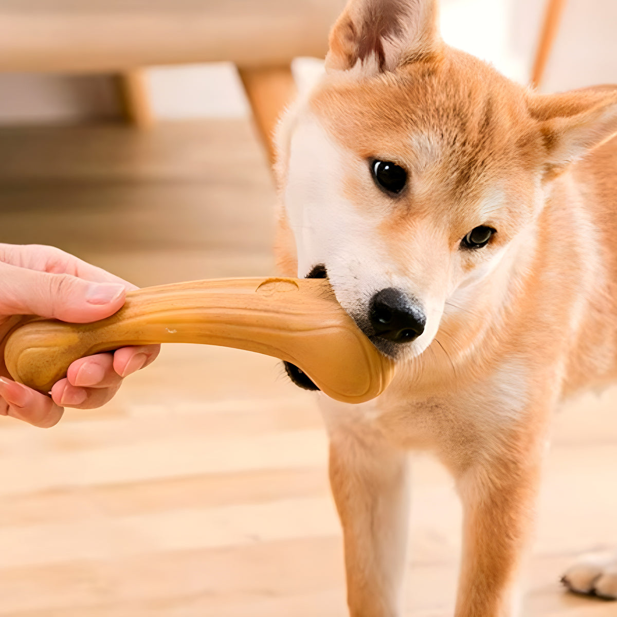 Os ou bois de cerf à mâcher pour chien destructeur