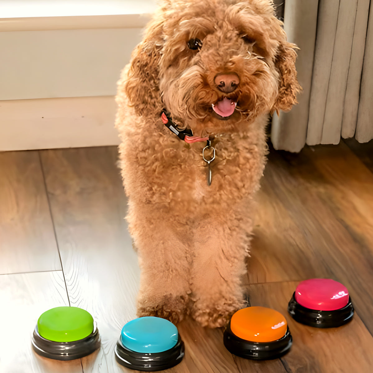 Pack de 4 boutons de communication pour chien
