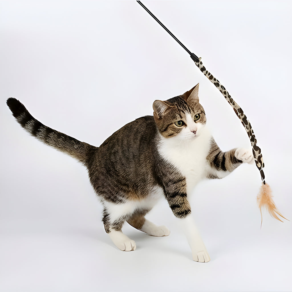 Pack de jouets pour chat