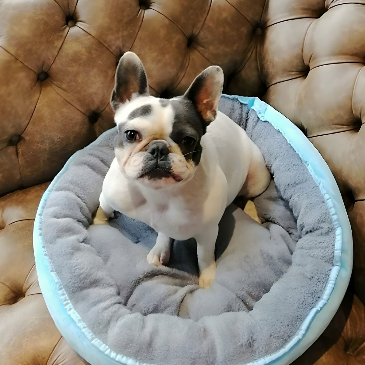 Panier anti-stress chaud et frais pour petit chien
