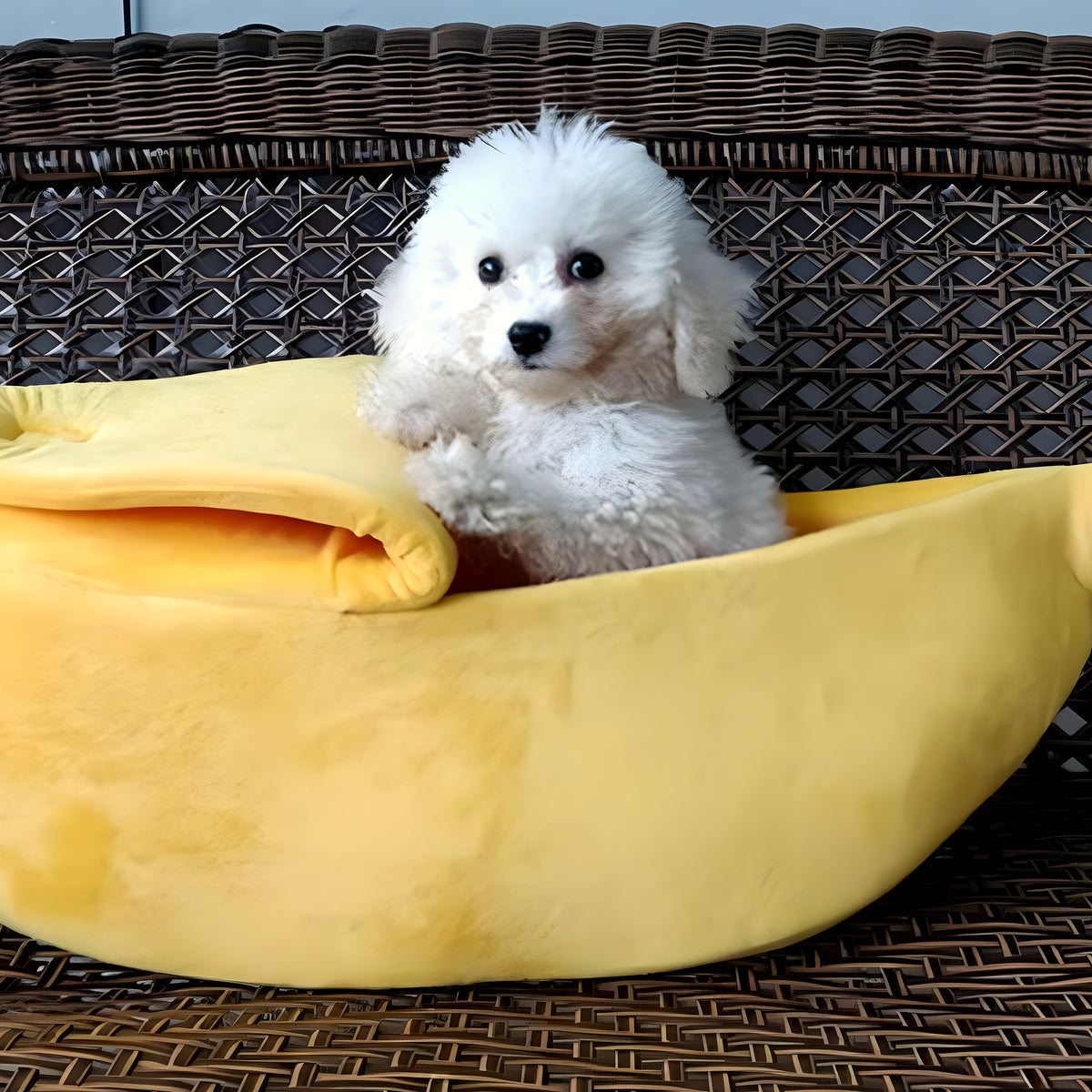 Panier banane en velours pour petit chien
