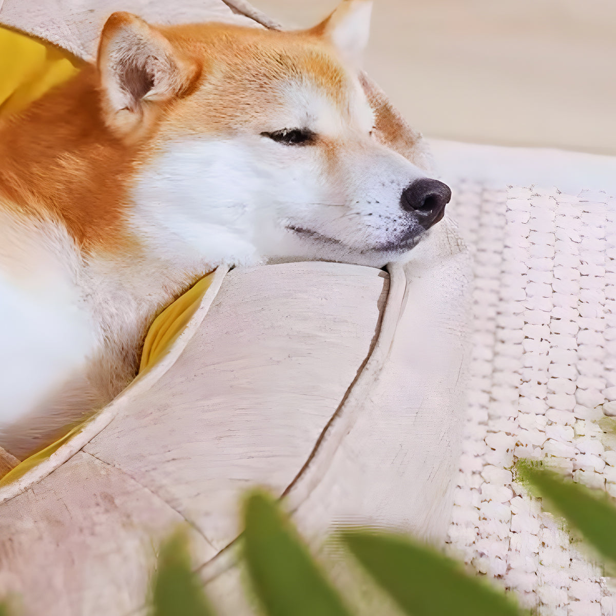 Panier orthopédique déhoussable pour chien, S à L