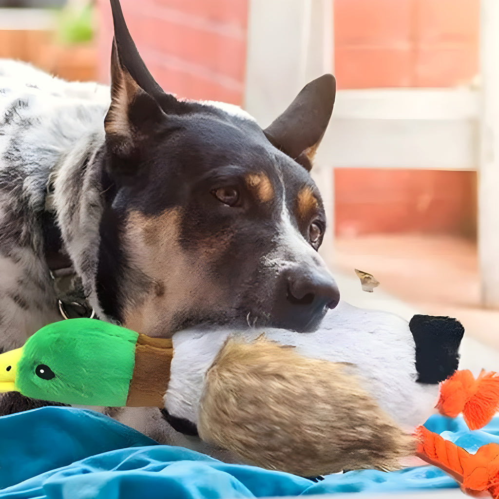 Peluche canard froissée à cordes pour chiot