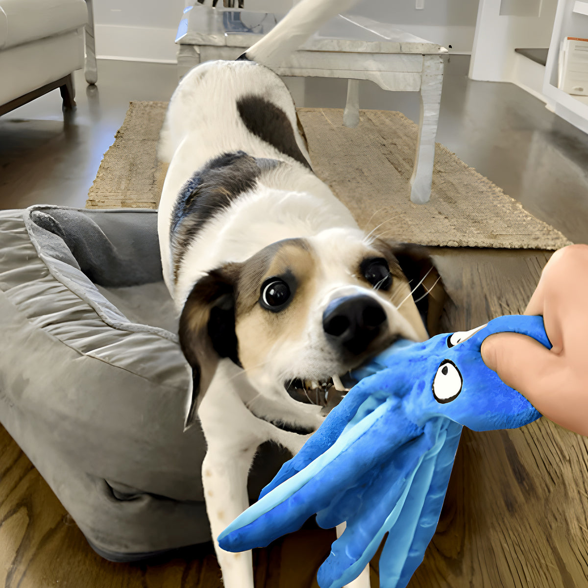 Peluche pieuvre double couche sans rembourrage pour chien