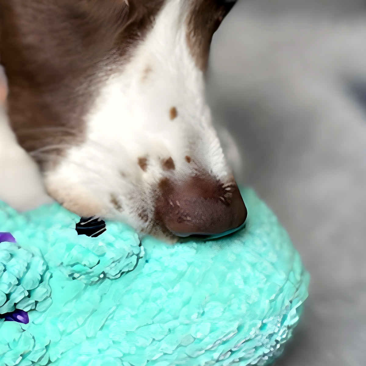 Peluche poulpe pour chien