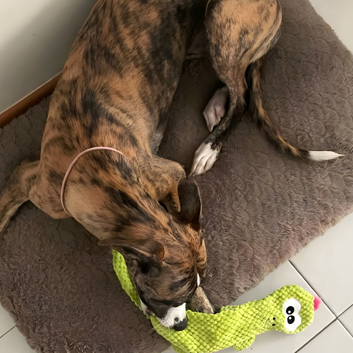 Peluche requin marteau ou lézard pour chien