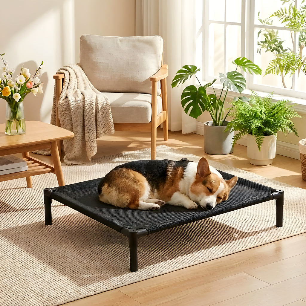 Petit lit de camp surélevé pour chien jusqu'à 15 kg