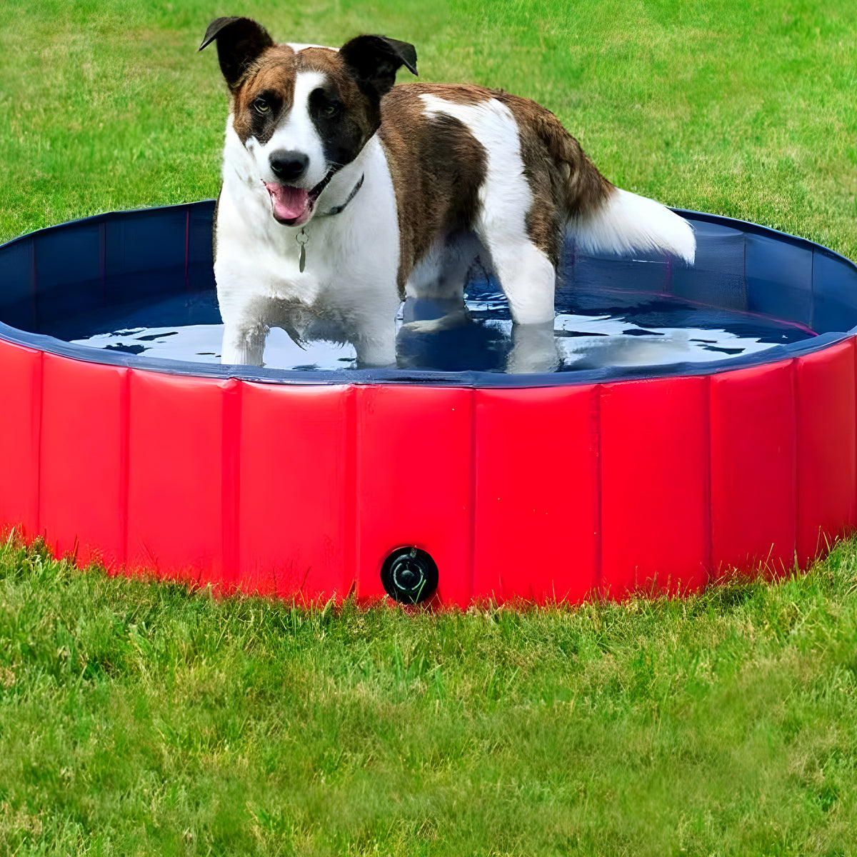 Piscine pliable 60 cm pour chiot et petit chien