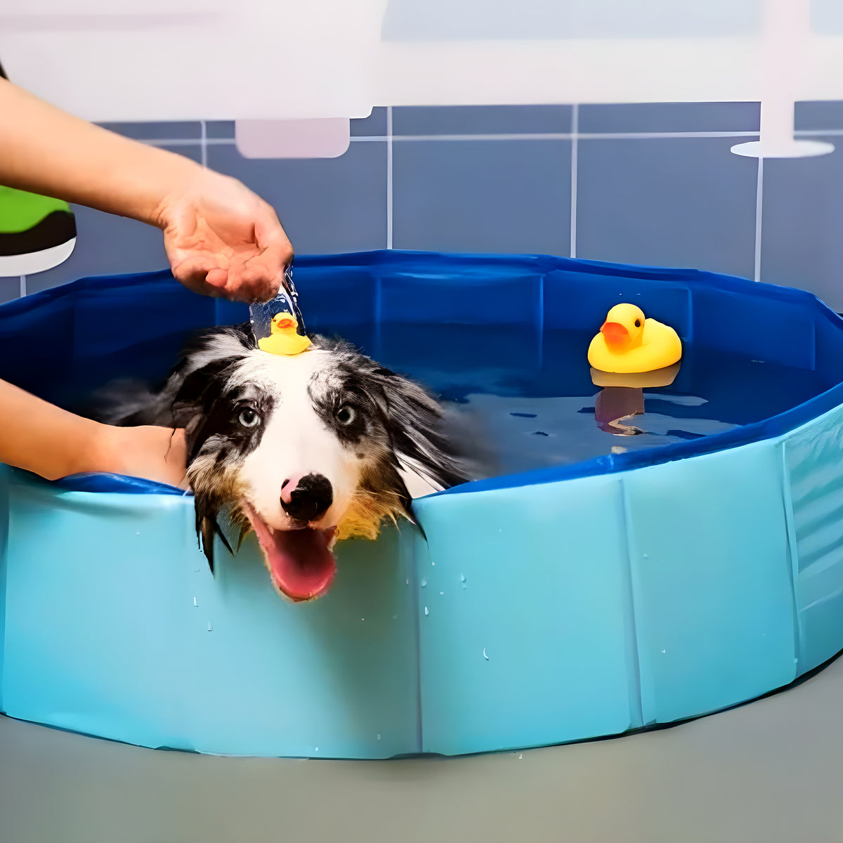 Piscine pliable 60 cm pour chiot et petit chien