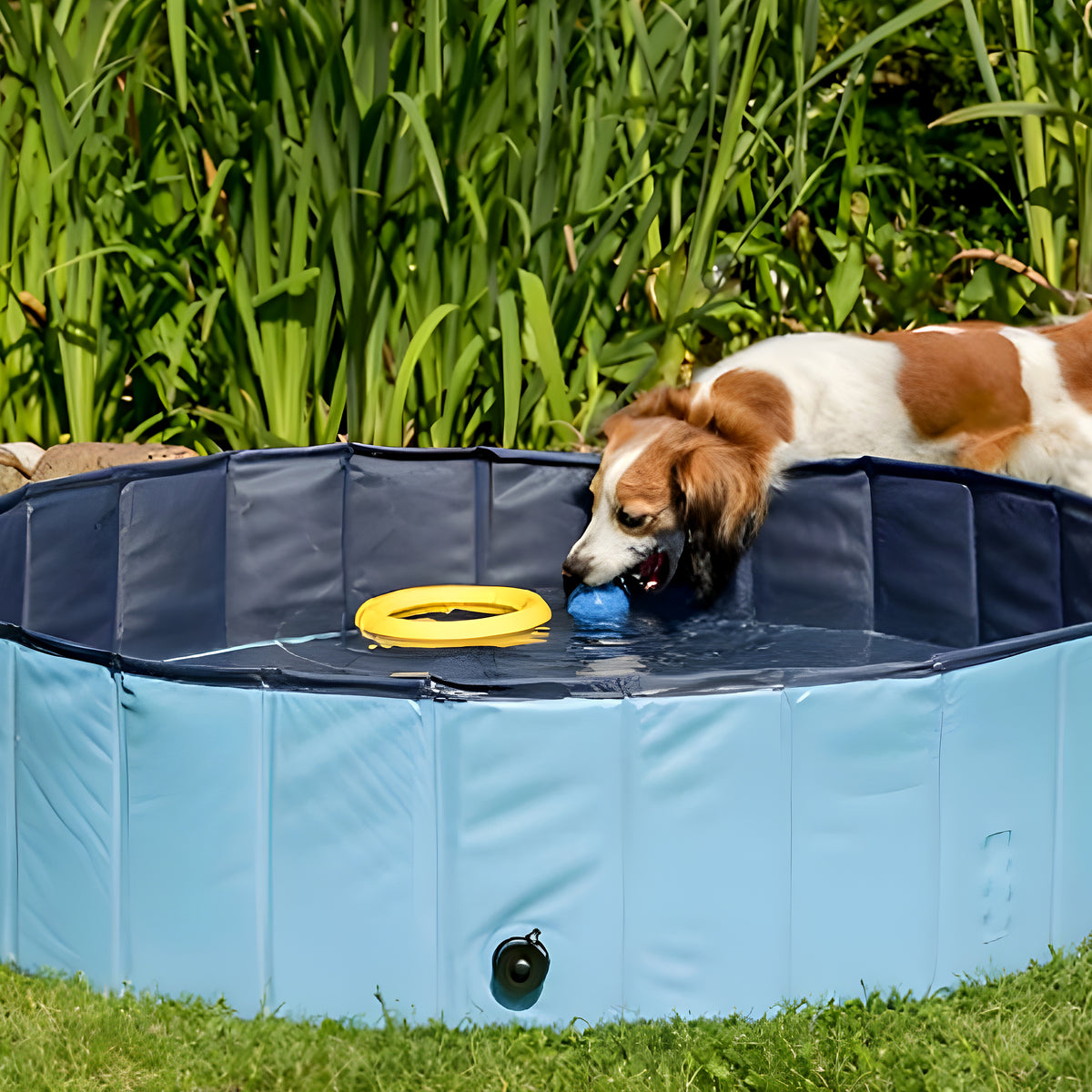 Piscine rigide pliable bleue pour chien, S à XL