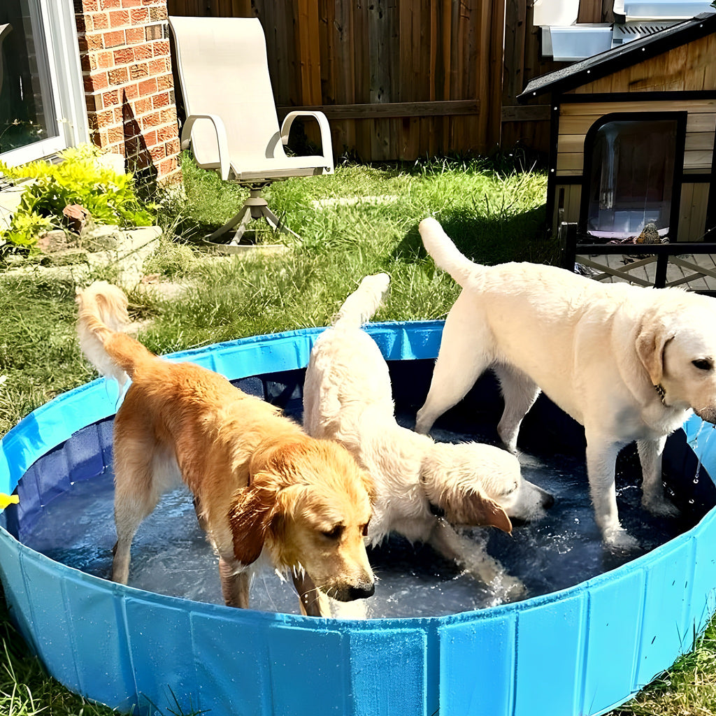 Piscine rigide pliable bleue pour chien, S à XL