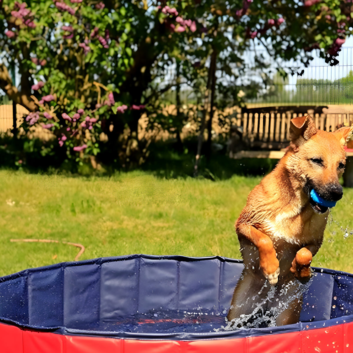 Piscine rigide pliable rouge pour chien, S à XL