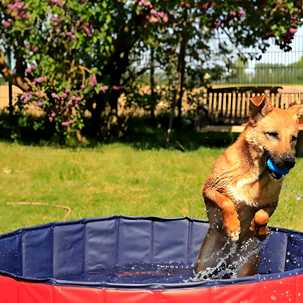 Piscine XXL en PVC pour grand et très grand chien