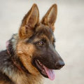 Berger Allemand