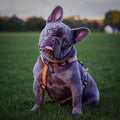 Bouledogue Français