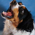 Cavalier King Charles