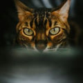Bengal