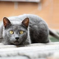 Chartreux