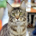 Maine Coon