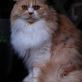 Persan