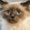 Ragdoll