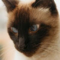 Siamois