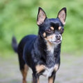 Chihuahua