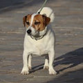 Jack Russell