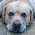 Labrador