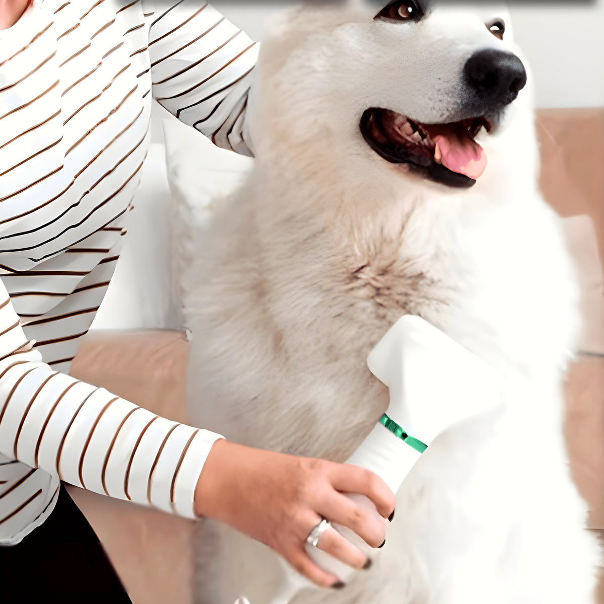 Séchoir et brosse 2-en-1 silencieux pour chien