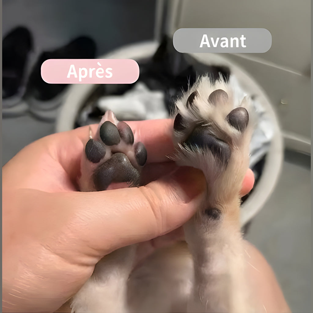 Tondeuse silencieuse pour chat